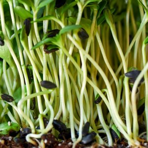 Microgreens