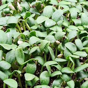 Boutique Microgreens