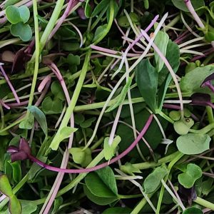 Salads, Sandwich Toppers and Samplers